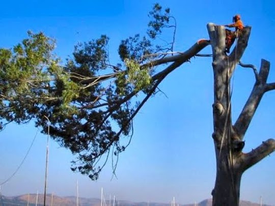 Arborists at work, tree felling Centurion site.