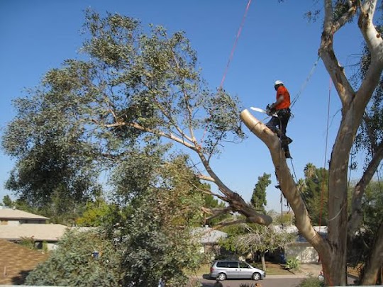 Team at work. Tree Felling Centurion Project.